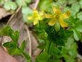 Matted Hypericum